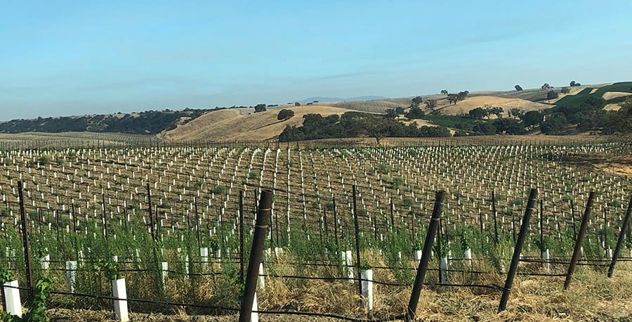 LGIAsuper vineyard in California
